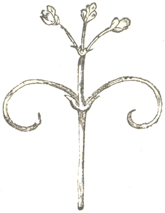 Fig. 12.  Cardiospermum halicacabum.  Upper part of the
flower-peduncle with its two tendrils