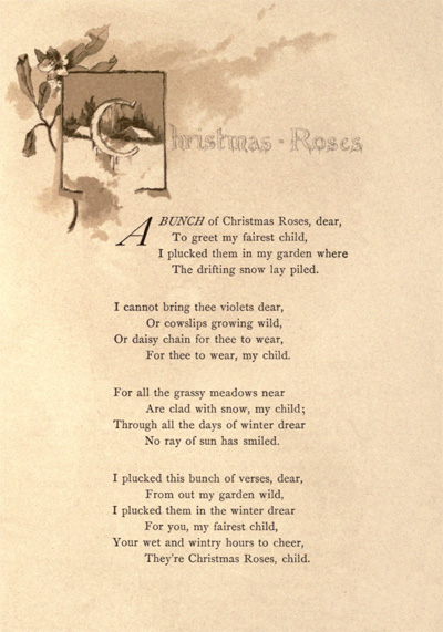 Christmas Roses.