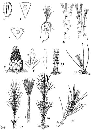 PLATE I. PRIMARY LEAF, BUD AND BRANCHLET