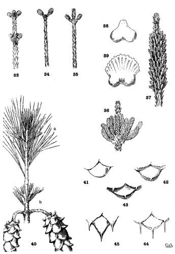 PLATE III. FLOWERS AND CONELET