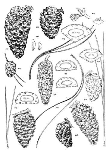 PLATE XXIII. P. MERKUSII (198-200), SINENSIS (201-207),
INSULARIS (208-210)