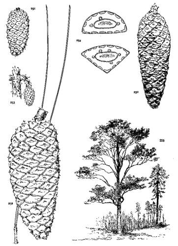 PLATE XXIX. PINUS CARIBAEA