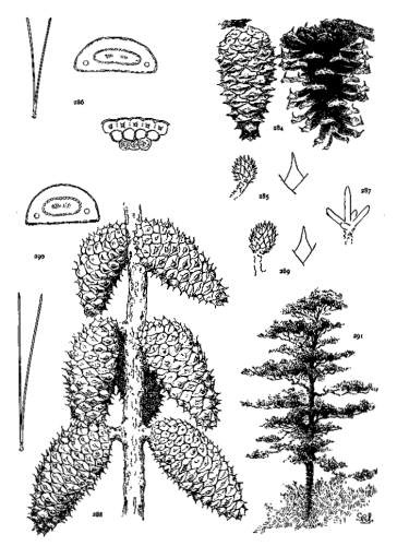 PLATE XXXIII. P. VIRGINIANA (284-287), CLAUSA (288-291)