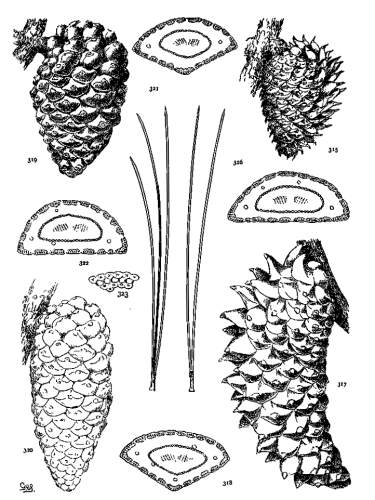 PLATE XXXVII. P. MURICATA (315, 316), ATTENUATA (317,
318), RADIATA (319-323)