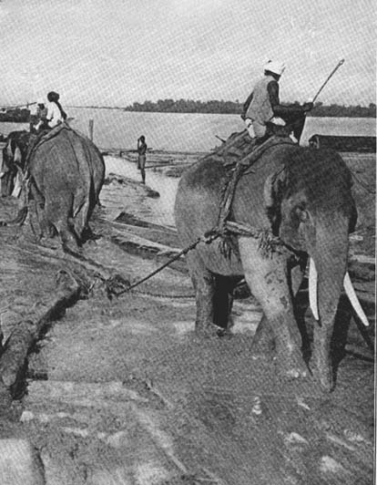 Elephants at Work From a photograph copyrighted by the
Keystone View Co.