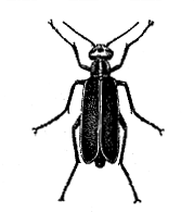 FIG. 37—MARGINED BLISTER BEETLE