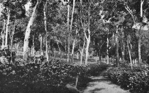 Coffee Growing Under Shade, Ubban Estate, India