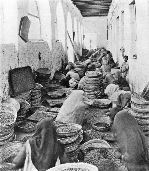 INDIAN WOMEN CLEANING MOCHA COFFEE IN AN ADEN WAREHOUSE