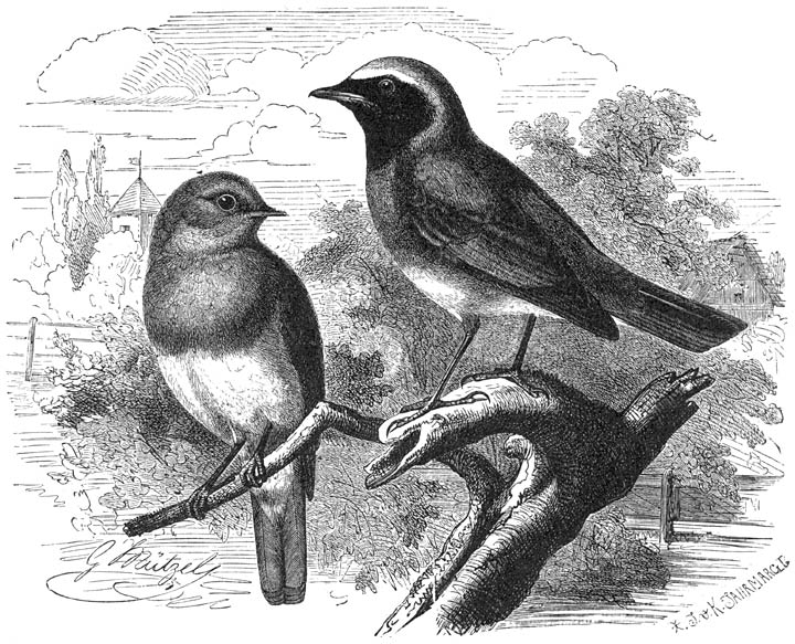 1) Roodborstje (Erithacus rubeculus). 2) Gekraagde Roodstaart (Erithacus phoenicurus). ½ v. d. ware grootte.