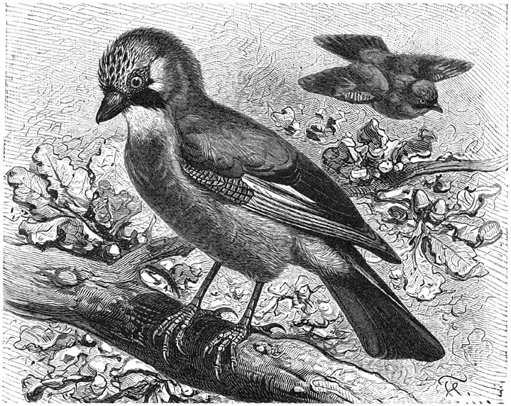 Vlaamsche Gaai (Garrulus glandarius). ⅓ v. d. ware grootte.