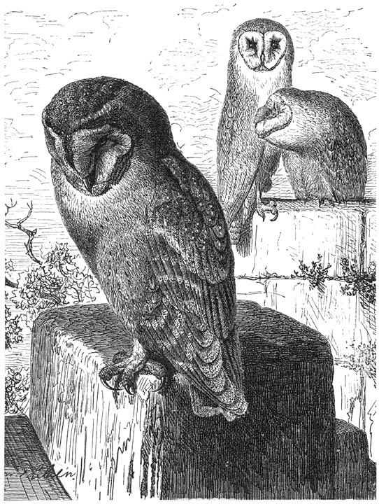 Kerkuil (Strix flammea). ⅓ v. d. ware grootte.