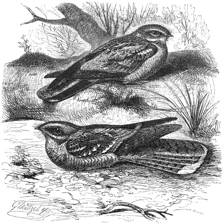 1) Nachtzwaluw (Caprimulgus europaeus), 2) Roodhalzige Nachtzwaluw (Caprimulgus ruficollis). ⅖ v. d. ware grootte.