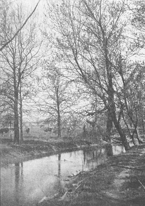 The ash-leaved maples in bloom