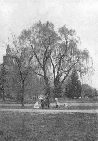 A weeping willow in early spring