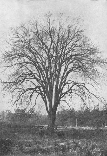 The delicate tracery of the American elm in winter