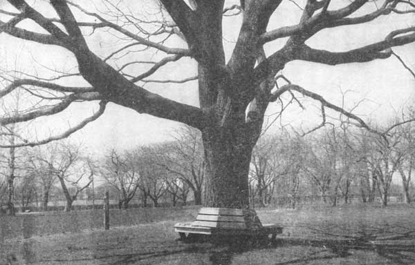 The wide-spreading black walnut