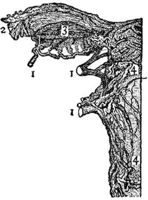 The Blood-Vessels of the Right Side of the Uterus