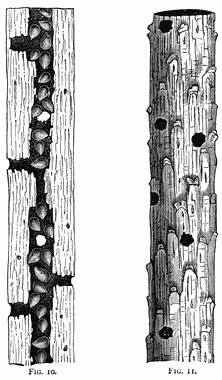 Two branches, one in cutaway view showing it full of acorns