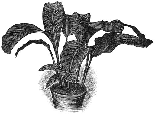 Fig. 225. Maranta zebrina.