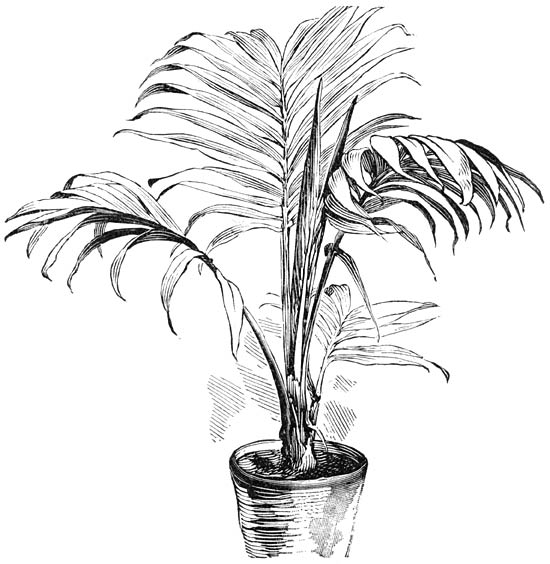 Fig. 229. Areca Baueri.