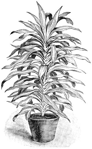 Fig. 237. Dracæna Massangeana.