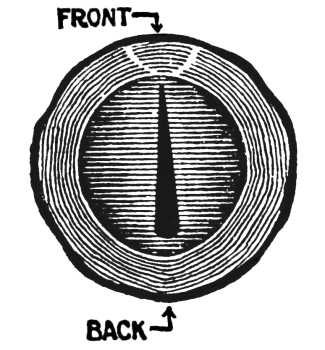 Fig. 2. The Glottis and Vocal Cords Viewed from Below