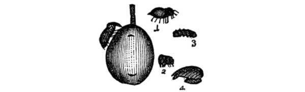 (1) Curculio, in the beetle-form, life-size. (2) Its
assumed form when disturbed or shaken from the tree. (3) Larva, or worm,
as found in the fallen fruit. (4) Pupa, or chrysalis state, in which it
lives in the ground.