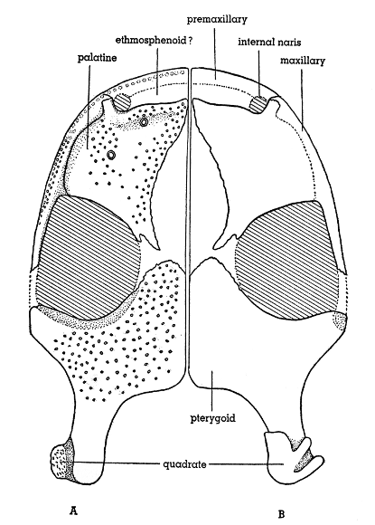 Fig. 4. Hesperoherpeton garnettense Peabody. Palate reconstructed;
ventral aspect at left, showing teeth, dorsal aspect at
right. KU 10295, × 4.