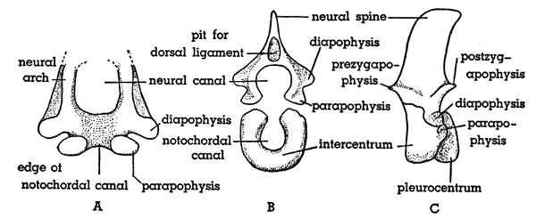 Fig. 7. Hesperoherpeton garnettense Peabody. A, End view of incomplete
vertebra, probably near anterior end of column. B, Neural arch and intercentrum
in end view, showing probable association. C, Left lateral view of
trunk vertebra. All figures: KU 10295, × 4.