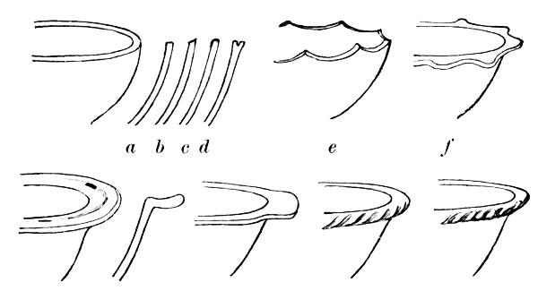 Fig. 363.--Modification of rims.