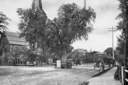 WASHINGTON ELM, CAMBRIDGE