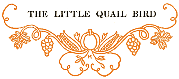 THE LITTLE QUAIL BIRD