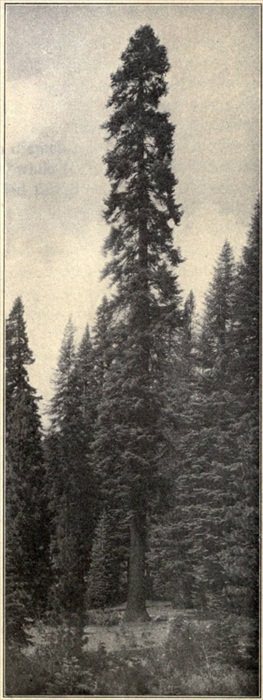 A Silver Fir, or Red Fir (Abies magnifica)