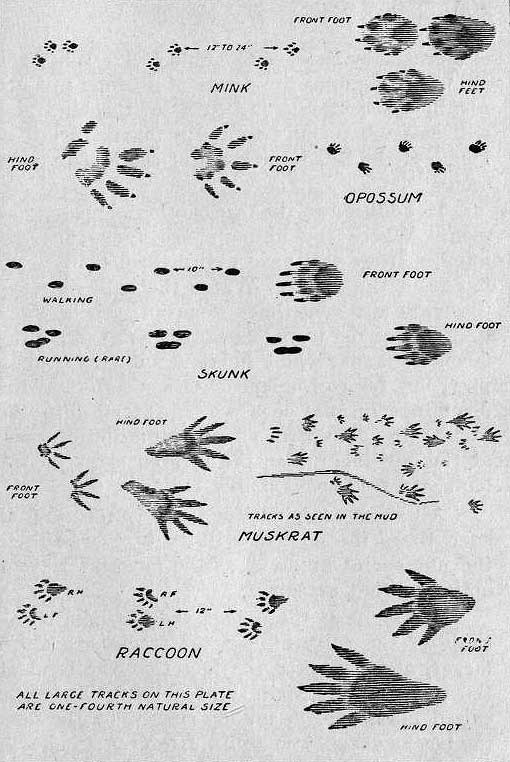 Tracks of Furbearing Animals.