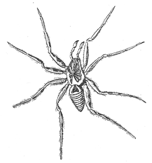 4. The Italian tarantula (Lycosa tarantula).
After Kobert.