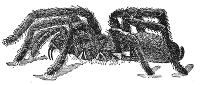 6. An American tarantula (Eurypelma hentzii). Natural size. After Comstock.