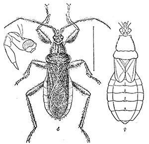 23. Conorhinus abdominalis (2). After
Marlatt.