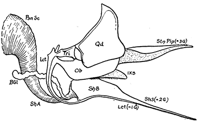 25. Sting of a honey bee. Psn Sc, base of acid
poison gland; B Gl, alkaline poison gland;
Stn Plp, sting palpi; Sh B, bulb of sting;
Sh A, basal arm; Lct, lancets or darts; Sh s,
shaft of sting. Modified from Snodgrass.