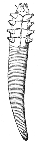 62. Demodex folliculorum.
(200).
After Blanchard.