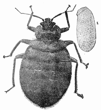 70. Cimex lectularius adult and eggs.
Photograph by M. V. S.