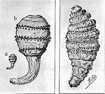 81. Larv of Dermatobia cyaniventris. After Blanchard.