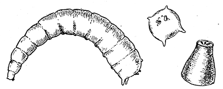 98. Larva of Piophila casei. Caudal aspect of larva.
Posterior stigmata.