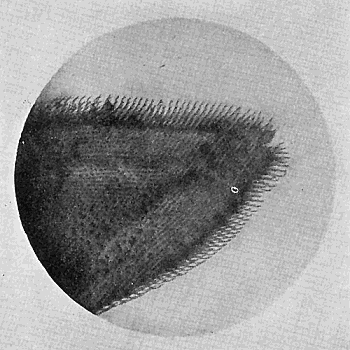 109. Pulvillus of foot of house-fly, showing glandular hairs.