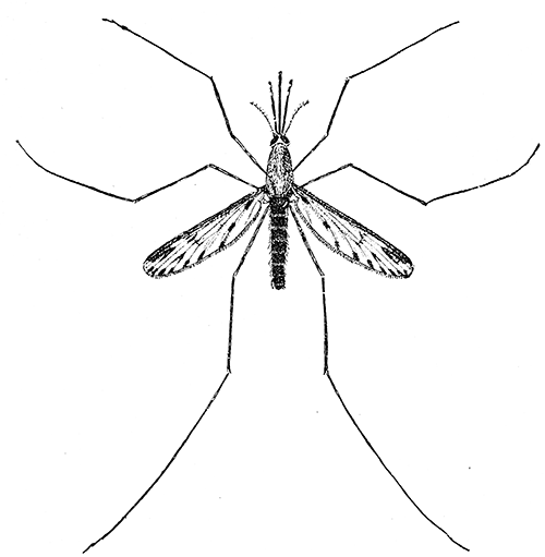 132. Anopheles crucians. Female (4). After Howard.