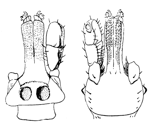 141. Hyalomma aegypticum. Capitulum of female;
(a) dorsal, (b) ventral aspect.