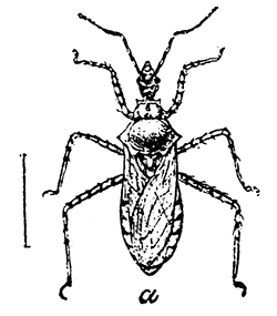 160. Pselliopsis (Milyas)
cinctus (2). After
C. V. Riley.