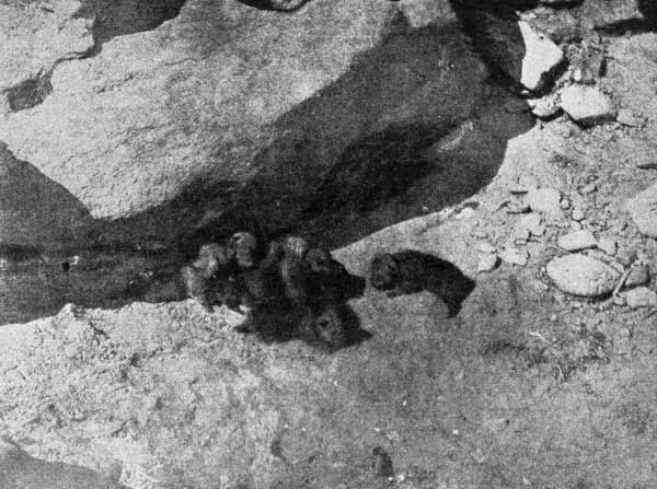 Young Wolf Pups at the Entrance of a Den.