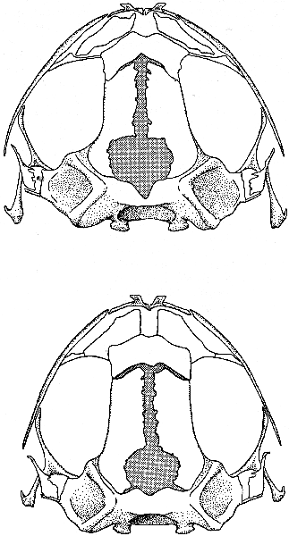 Skulls Dorsal View