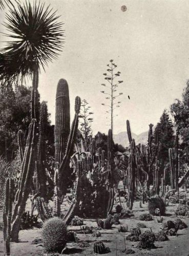 PLATE 155 A Cactus garden, Riverside, Cal.