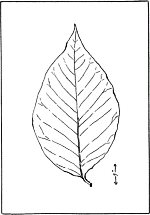 leaf